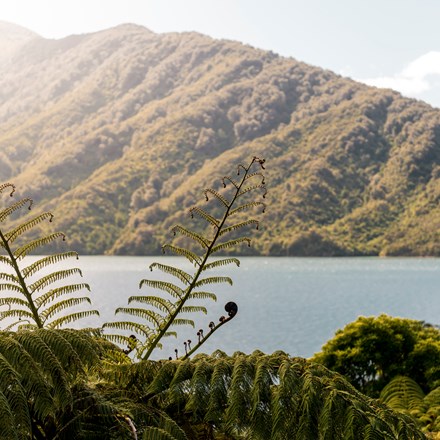Beautiful native bush is found along the coastline of the Marlborough Sounds and throughout Punga Cove in New Zealand's top of the South Island