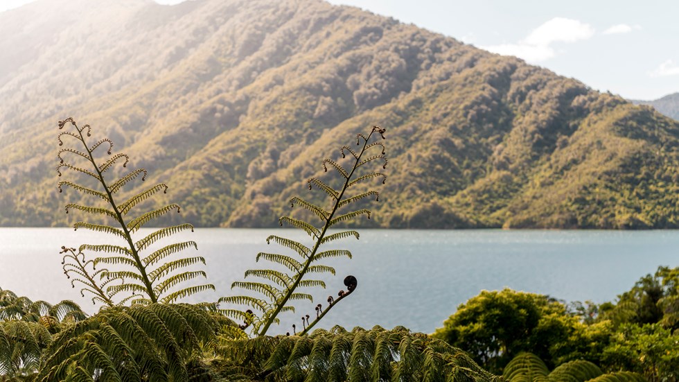 Beautiful native bush is found along the coastline of the Marlborough Sounds and throughout Punga Cove in New Zealand's top of the South Island