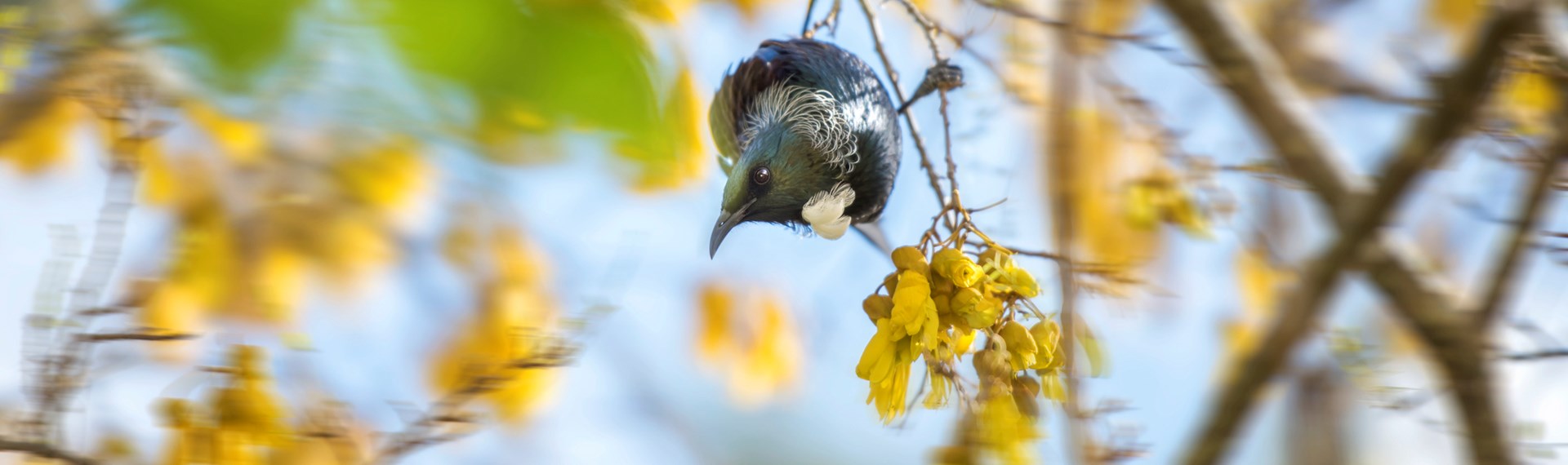 A native tui bird enjoys the bright yellow flowers of the native kowhai tree, in the Marlborough Sounds at the top of New Zealand's South Island.