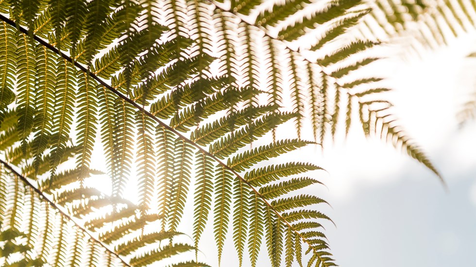 Native fern frond in the sun, Marlborough Sounds, New Zealand