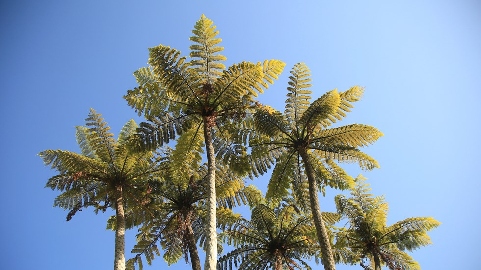 Silhoette of tall ponga fern trees against the blue Marlborough sky, in the Marlborough Sounds at the top of New Zealand's South Island.