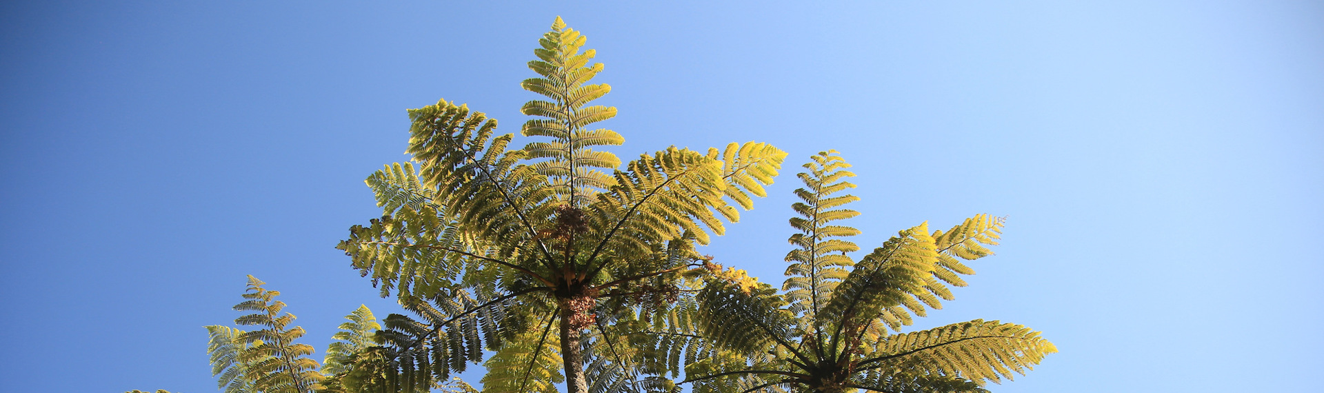 Silhoette of tall ponga fern trees against the blue Marlborough sky, in the Marlborough Sounds at the top of New Zealand's South Island.