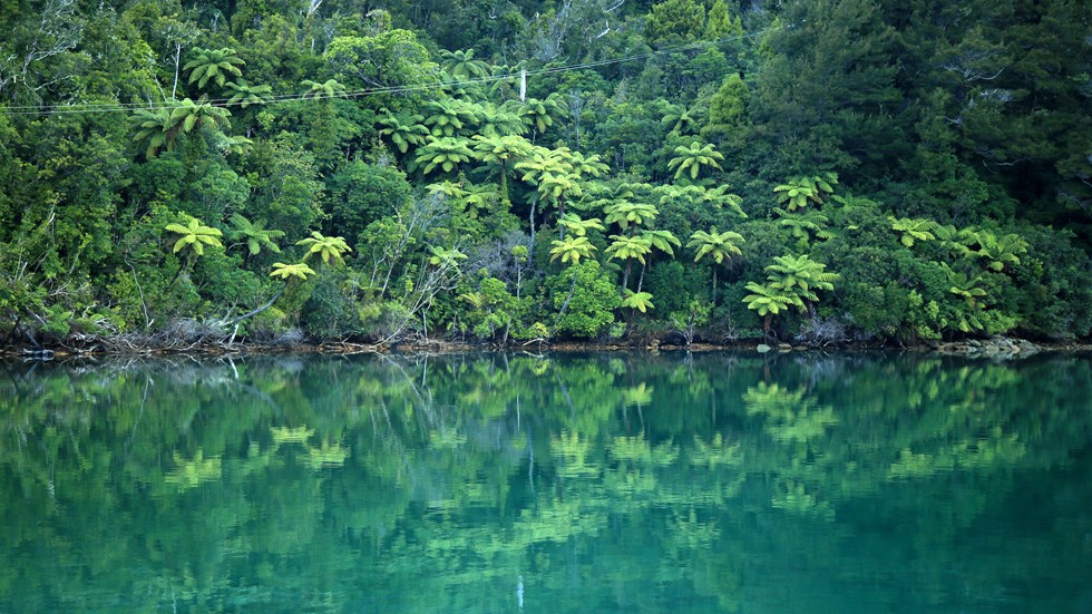 Lush green New Zealand punga tree ferns and bush are reflected in the tranquil blue waters of the Marlborough Sounds, New Zealand.