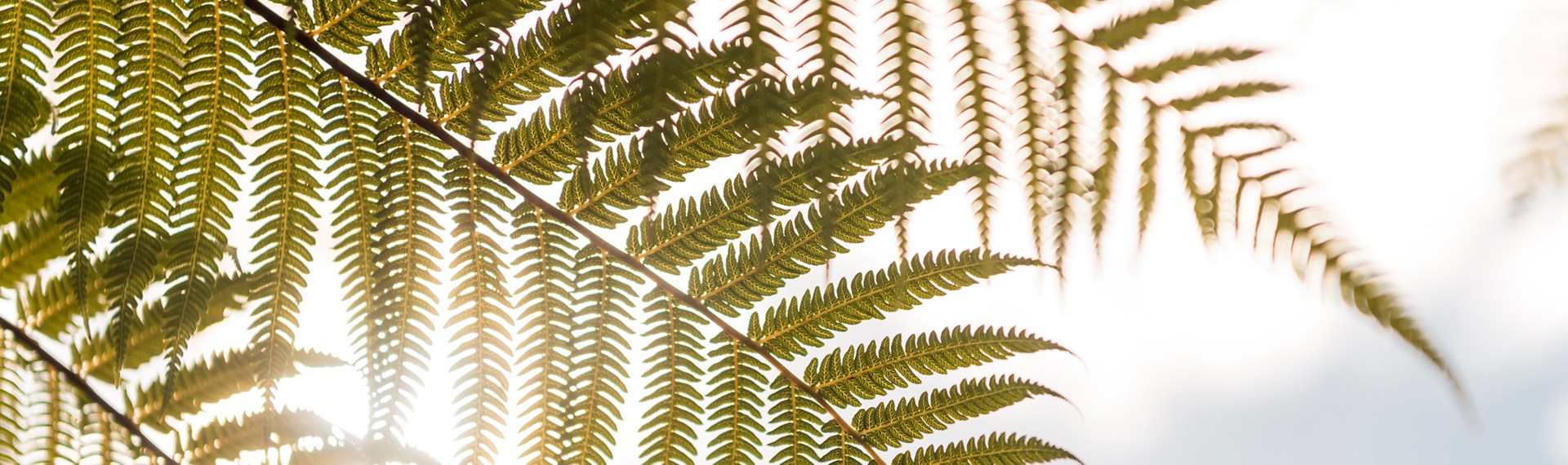 Punga fern fronds close up against the sun, in the Marlborough Sounds at the top of New Zealand's South Island.