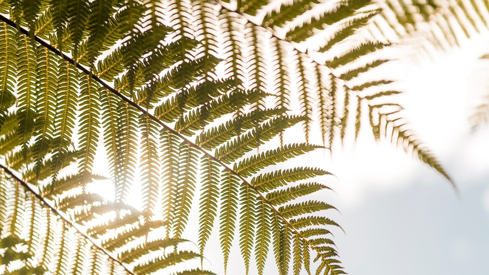 Punga fern fronds close up against the sun, in the Marlborough Sounds at the top of New Zealand's South Island.