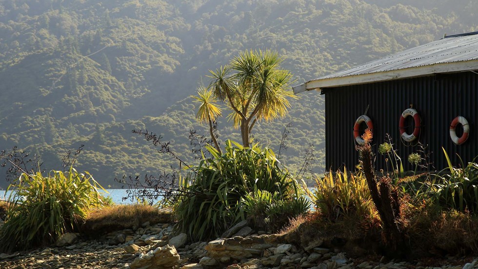 Start of the jetty with cabbage tree and boatshed at Furneaux Lodge looking out to Endeavour Inlet, in the Marlborough Sounds at the top of New Zealand's South Island.